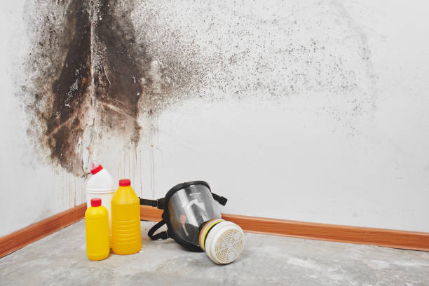 Best DIY Mold Remediation Support Services in Waterloo, WI