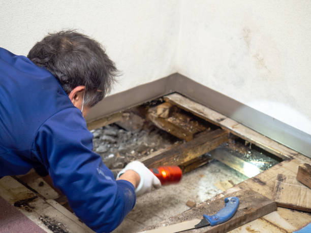 Best Health and Safety Mold Remediation in Waterloo, WI