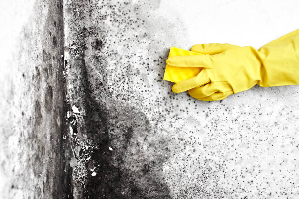 Professional Mold Remediation in Waterloo, WI
