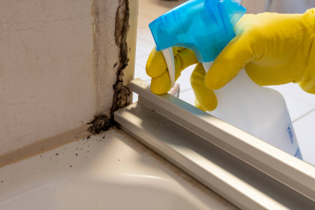 Best Preventive Mold Services in Waterloo, WI