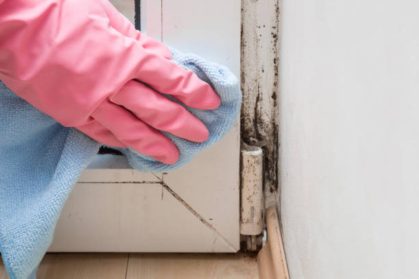 Best Kitchen Mold Remediation in Waterloo, WI